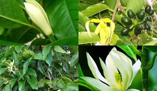 viendongonline.com