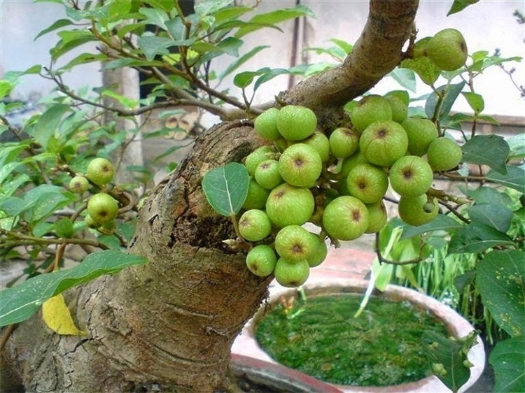 viendongonline.com